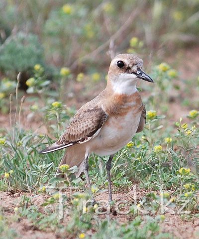 Greater Sand Plover Charadrius Leschenaultii